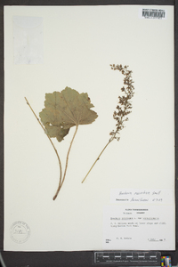 Heuchera villosa var. macrorhiza image