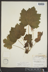 Heuchera villosa var. macrorhiza image