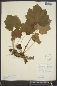 Heuchera villosa var. macrorhiza image