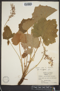 Heuchera villosa var. macrorhiza image