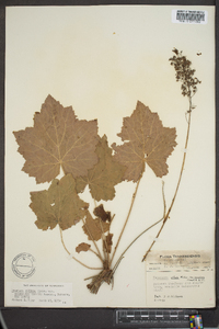 Heuchera villosa var. macrorhiza image