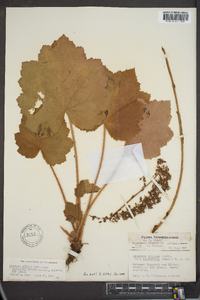 Heuchera villosa image