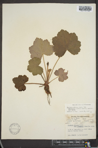 Heuchera villosa var. macrorhiza image