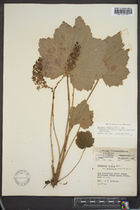 Heuchera villosa image