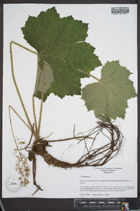 Heuchera villosa var. macrorhiza image