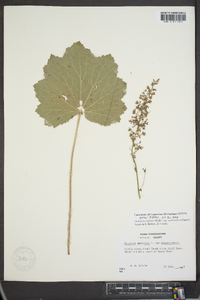 Heuchera villosa var. macrorhiza image