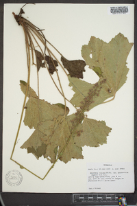 Heuchera villosa image