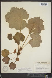 Heuchera villosa var. macrorhiza image