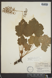 Heuchera villosa var. macrorhiza image