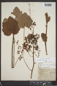 Heuchera alba image