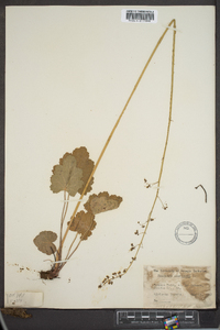 Heuchera americana image