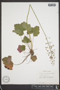 Heuchera americana image