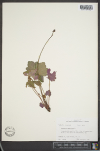 Heuchera americana image