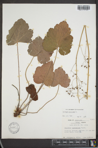 Heuchera americana image