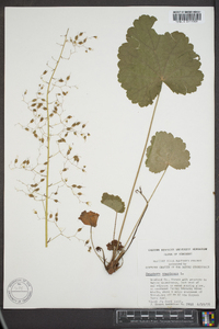 Heuchera americana image