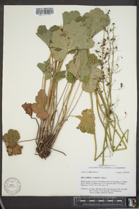 Heuchera americana image