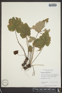 Heuchera americana image