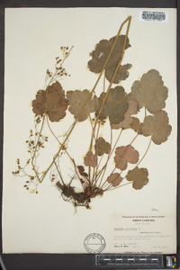 Heuchera americana image