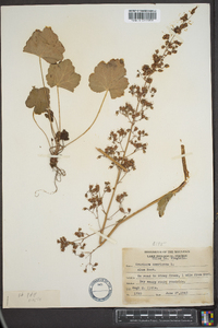 Heuchera americana image