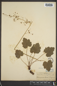 Heuchera americana image