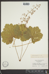 Heuchera puberula image