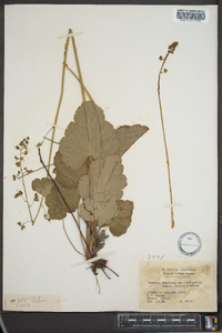 Heuchera americana var. brevipetala image