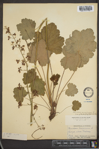 Heuchera americana image