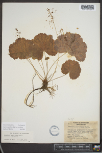 Heuchera parviflora image