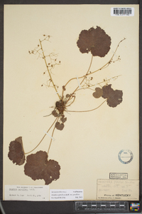 Heuchera parviflora image