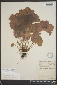 Heuchera parviflora image