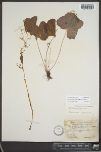 Heuchera parviflora image