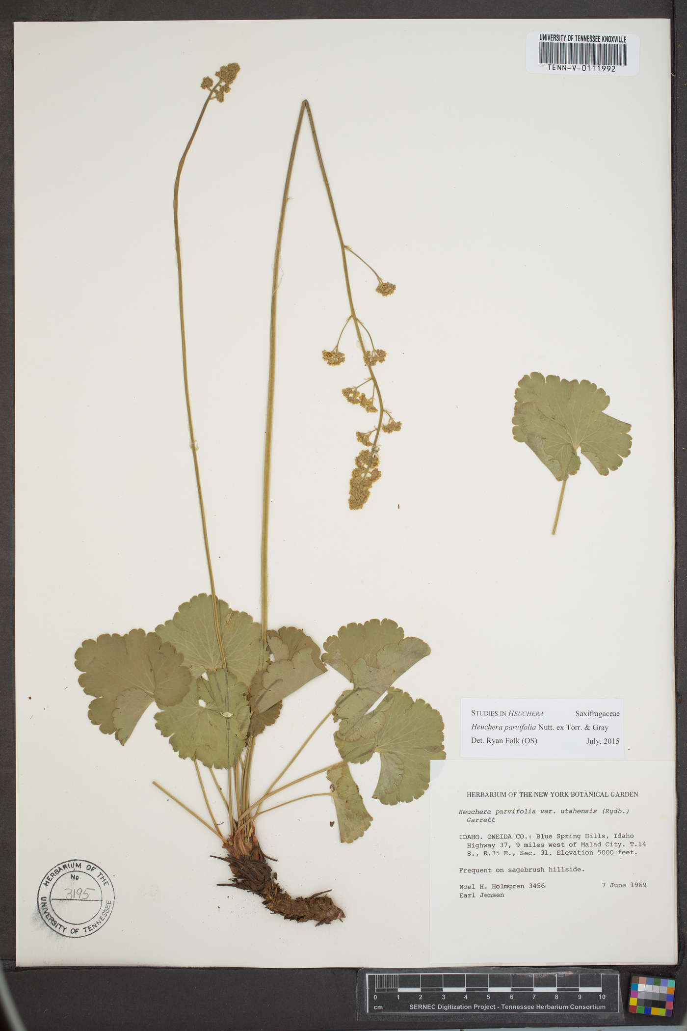 Heuchera parviflora image