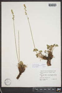 Heuchera parviflora image