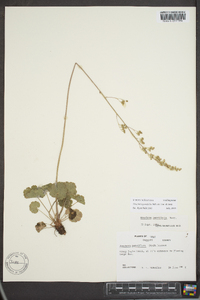 Heuchera parviflora image