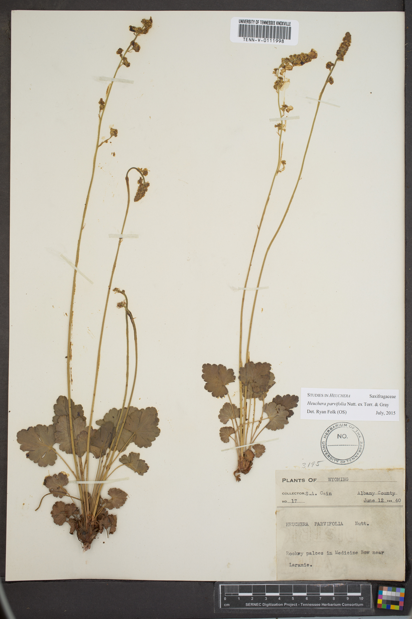 Heuchera parviflora image