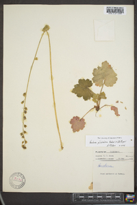 Heuchera pilosissima image