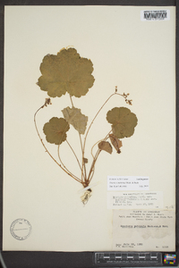 Heuchera puberula image