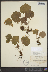 Heuchera puberula image