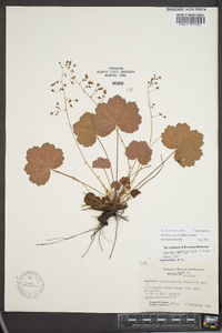 Heuchera puberula image