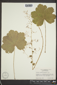 Heuchera puberula image