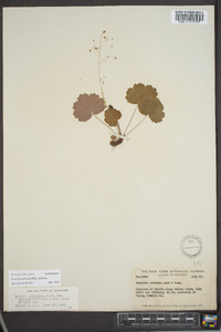 Heuchera puberula image