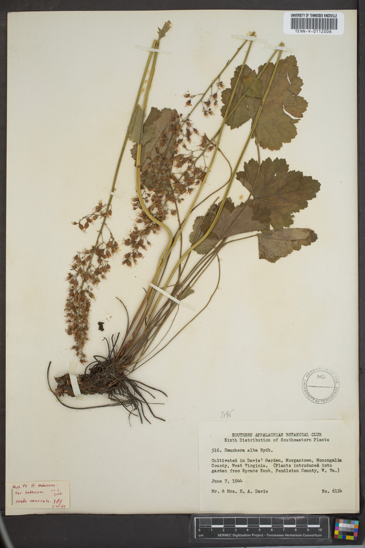 Heuchera pubescens var. pubescens image