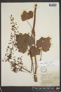 Heuchera pubescens image