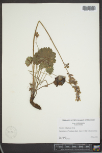 Heuchera richardsonii image