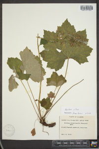 Heuchera villosa image