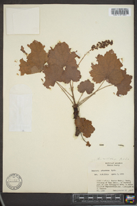 Heuchera villosa image