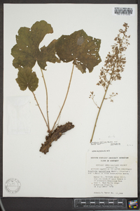 Heuchera villosa var. macrorhiza image