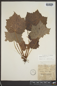 Heuchera villosa image