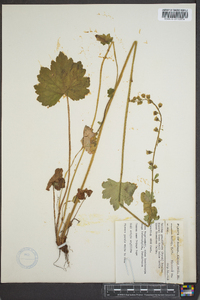 Tellima grandiflora image