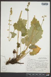 Tellima grandiflora image